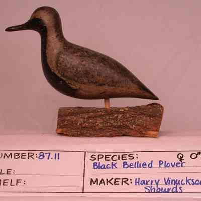 Black-bellied Plover
