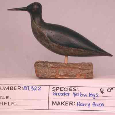 Greater Yellowlegs