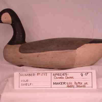 Canada Goose