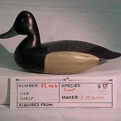 Greater Scaup - Drake