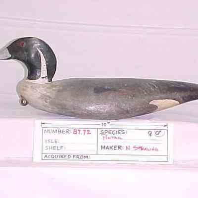 Pintail - Drake