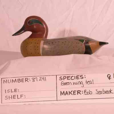 Green Wing Teal -Drake