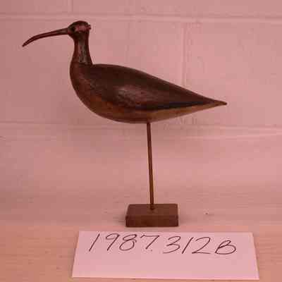 Curlew