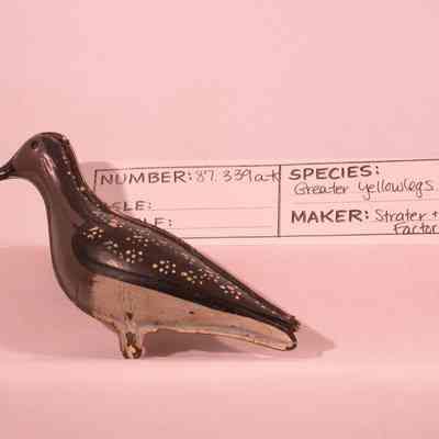 Shore birds