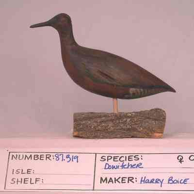 Dowitcher