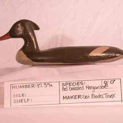 Red-breasted Merganser - Hen