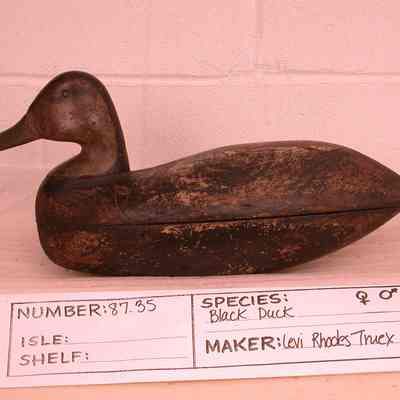 Black Duck