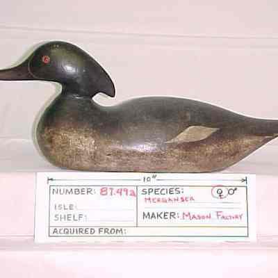 Merganser - Hen