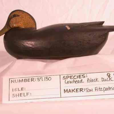 Lowhead Black Duck