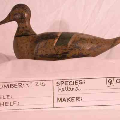 Mallard - Hen