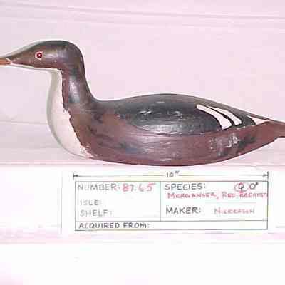 Red-breasted Merganser -Hen