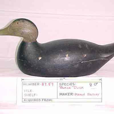 Black Duck