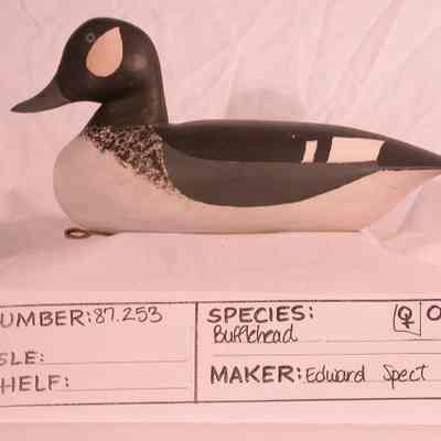Bufflehead - Hen