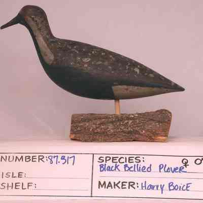 Black-bellied plover