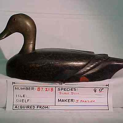 Black Duck