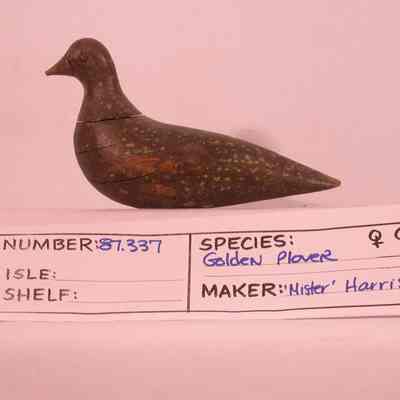 Golden Plover
