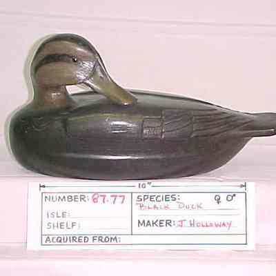 Black Duck