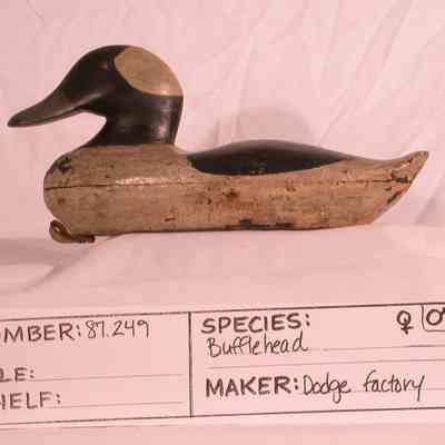 Bufflehead - Drake