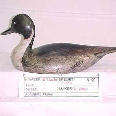 Pintail - Drake