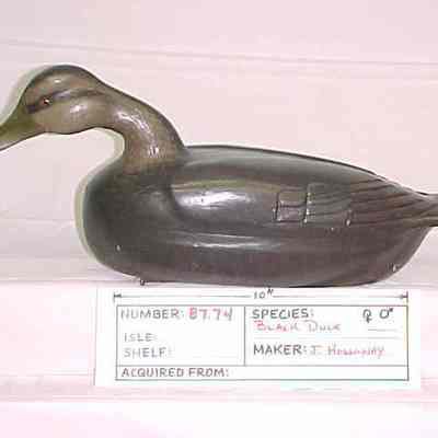 Black Duck