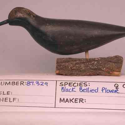 Black-bellied plover