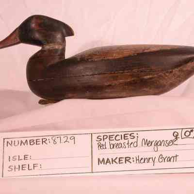 Red-breasted Merganser - Drake