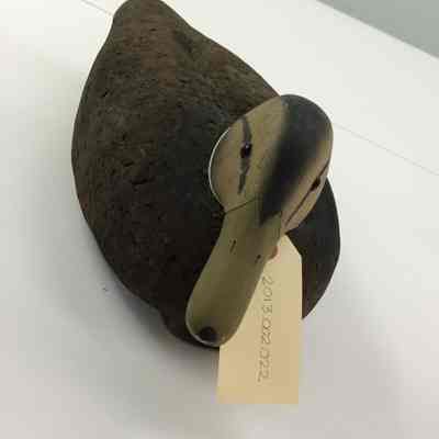 Cork Black Duck