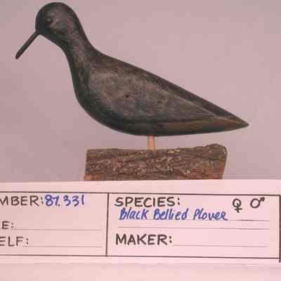 Black-bellied plover