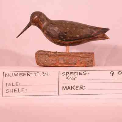 Dowitcher