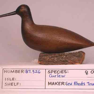 Curlew