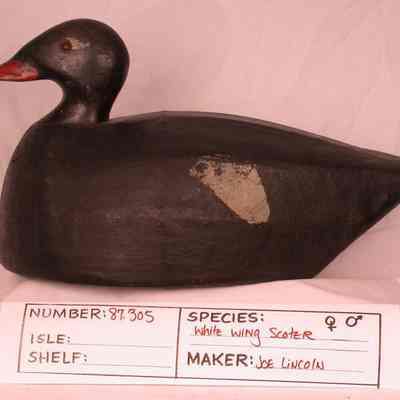 White-wing Scoter