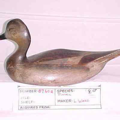 Pintail - Hen