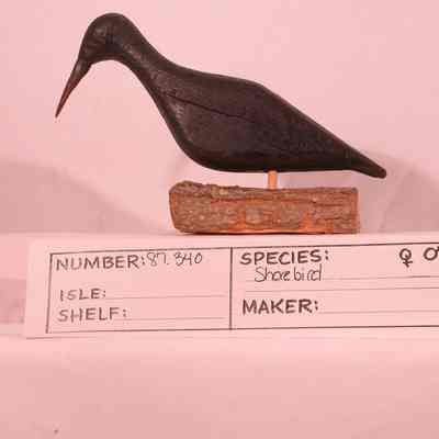 Shorebird