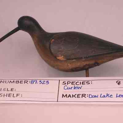 Curlew