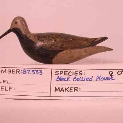 Black-bellied plover