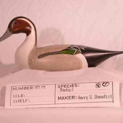 Pintail - Drake
