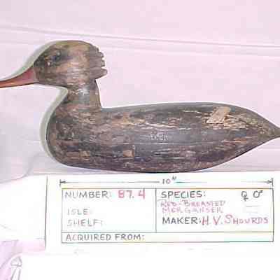 Red-breasted Merganser - Hen