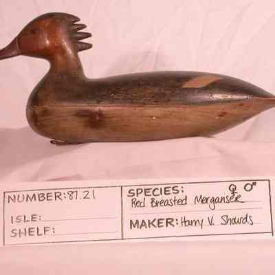 Red-breasted Merganser - Hen