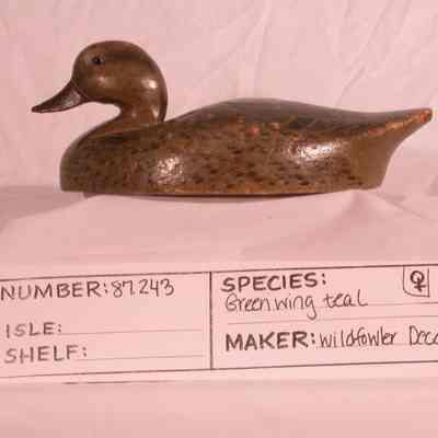 Green Wing Teal -Hen