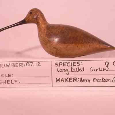 Long-billed Curlew