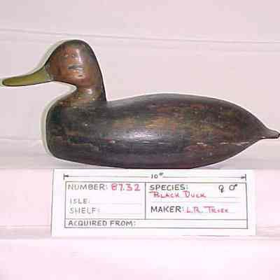 Black Duck