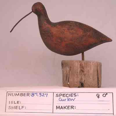 Curlew
