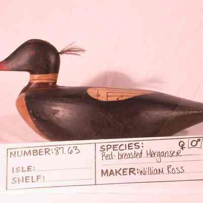 Red-breasted Merganser - Drake