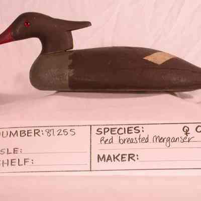 Red Breasted Merganser - Hen