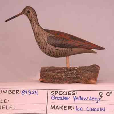 Greater Yellowlegs