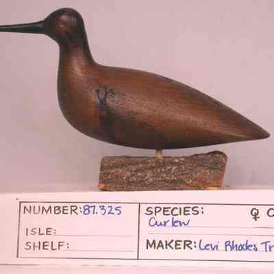 Godwit