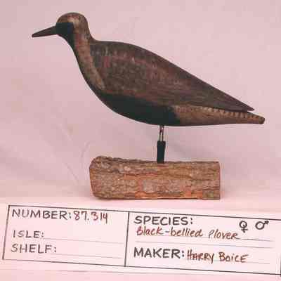 Black-Bellied plover