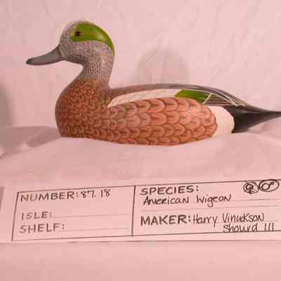 American Wigeon - Drake