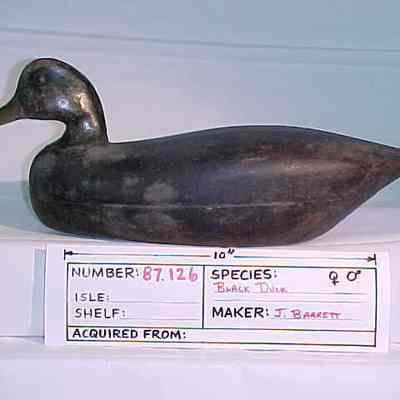 Black Duck