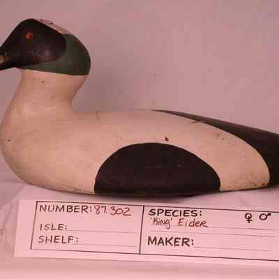 King Eider